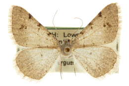 Image of <i>Digrammia pervolata</i>