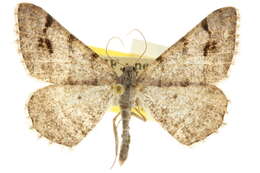 Image of Digrammia sexpunctata (Bates 1886)