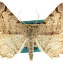 Image of <i>Digrammia ubiquitata</i>