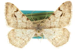 Image of <i>Digrammia ubiquitata</i>