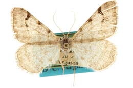 Image of <i>Digrammia ubiquitata</i>