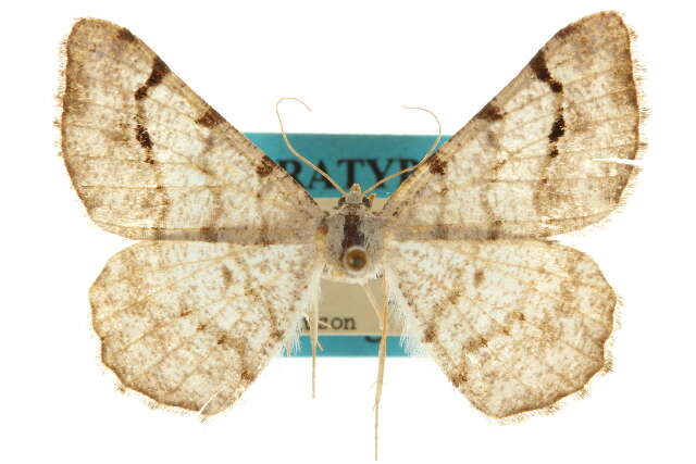 Image of <i>Digrammia ubiquitata</i>