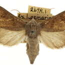 Image of Papaipema beeriana Bird 1923