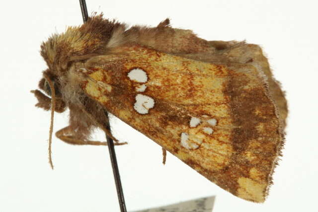 Image of Mayapple borer moth