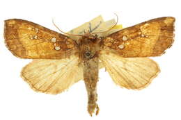 Image of Mayapple borer moth