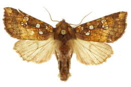 Image of Mayapple borer moth