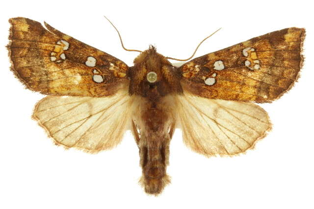 Image of Mayapple borer moth