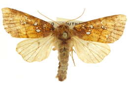 Image of Mayapple borer moth