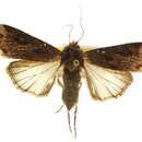 صورة Agrotis apicalis Herrich-Schäffer 1868