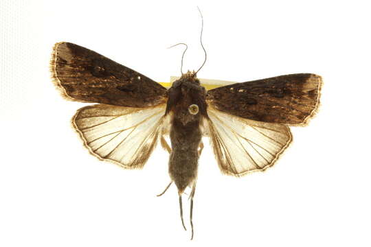 صورة Agrotis apicalis Herrich-Schäffer 1868