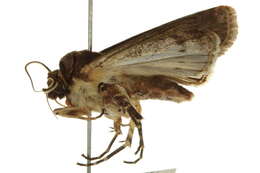 صورة Agrotis apicalis Herrich-Schäffer 1868