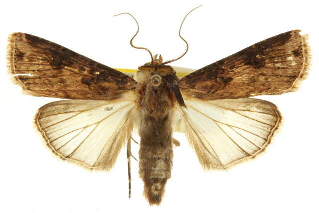 صورة Agrotis apicalis Herrich-Schäffer 1868