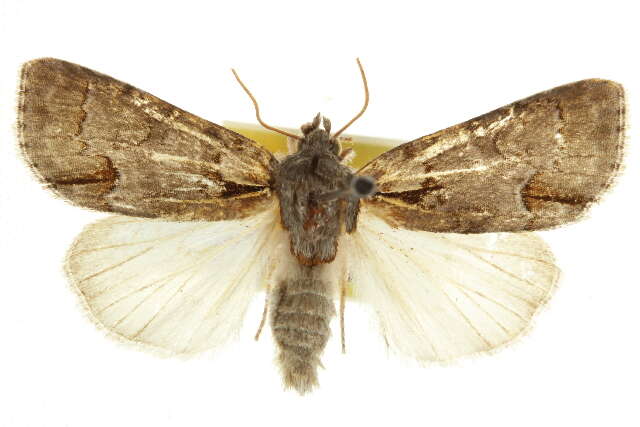 Image of Acronicta falcula Grote 1877