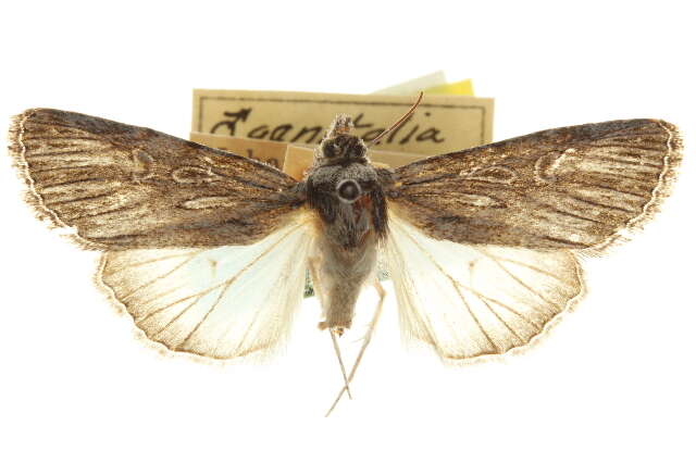 Image of Sympistis curvicollis Grote 1883