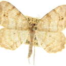 صورة <i>Speranza abruptata</i>