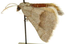 Image de Speranza simpliciata