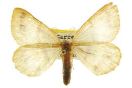 Image de <i>Speranza ribearia</i>