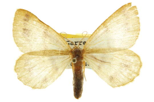 صورة <i>Speranza ribearia</i>