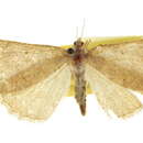 Image of Speranza trilinearia