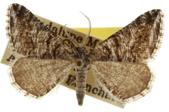 Image of Macaria schatzeata (Cassino 1927)