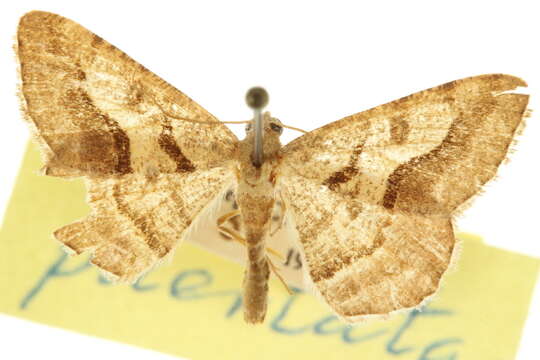 Image of Digrammia puertata