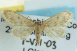 Image of Fortunate Idaea