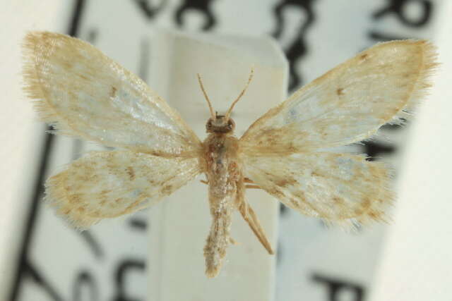 Image de Idaea bonifata Hulst 1887