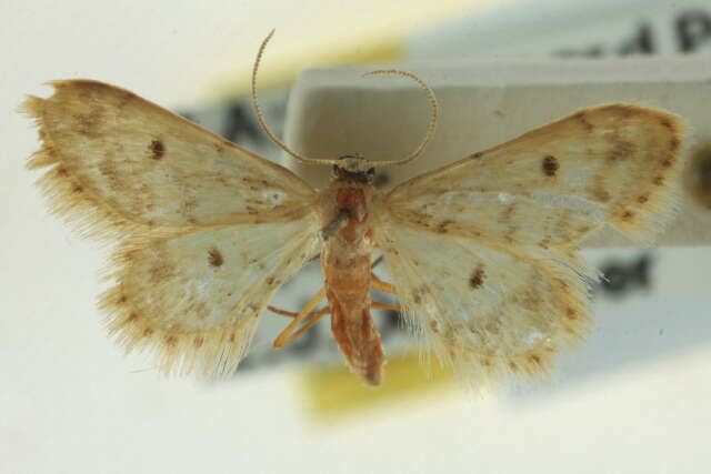 Image of Fortunate Idaea