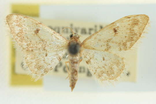 Image de Idaea nibseata Cassino 1931