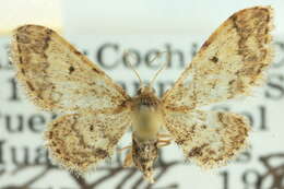 صورة <i>Idaea celtima</i>