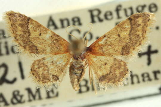 Image of <i>Idaea celtima</i>