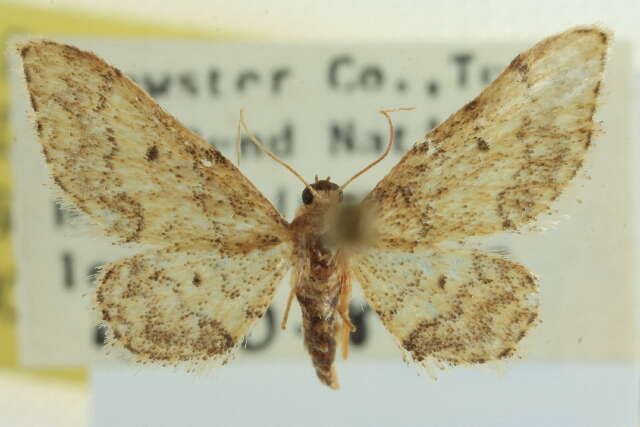 صورة <i>Idaea celtima</i>