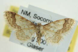 صورة Idaea skinnerata Grossbeck 1907