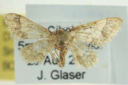 صورة Idaea skinnerata Grossbeck 1907