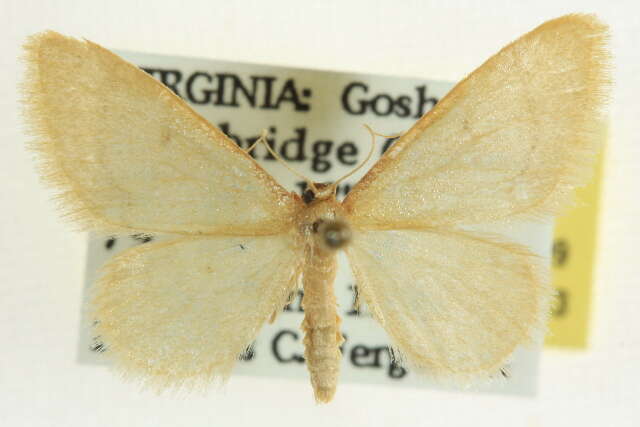 Image of Idaea eremiata Hulst 1887