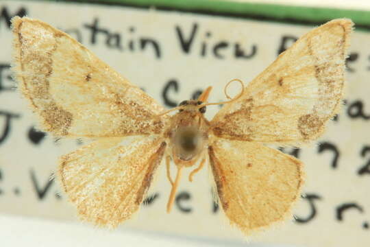 صورة <i>Idaea kendallaria</i>