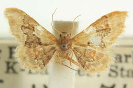 Image of Idaea occidentaria Packard 1874