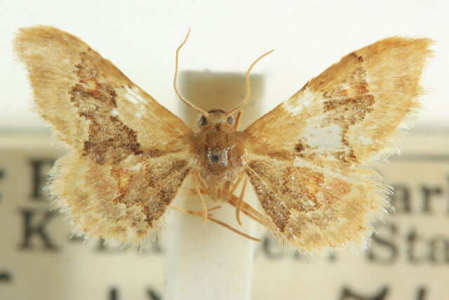 Image of Idaea occidentaria Packard 1874