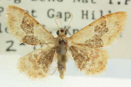 Image of Idaea occidentaria Packard 1874