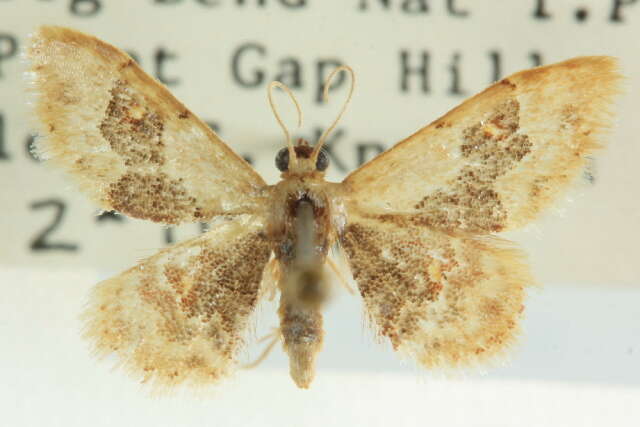 Image of Idaea occidentaria Packard 1874