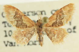 Image of Idaea occidentaria Packard 1874