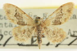 Image of Idaea occidentaria Packard 1874