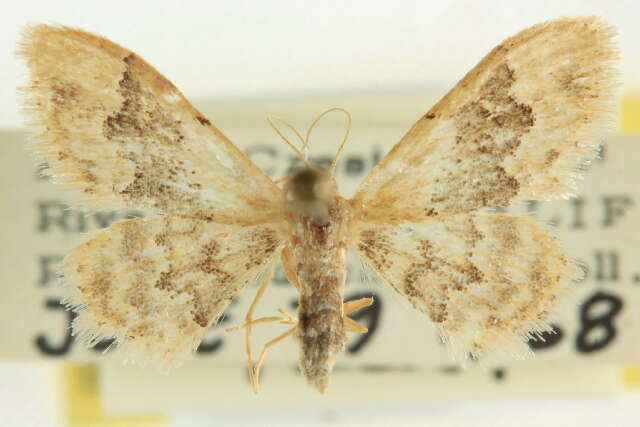 Image of Idaea occidentaria Packard 1874