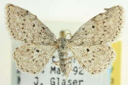 Image of <i>Idaea ostentaria</i>