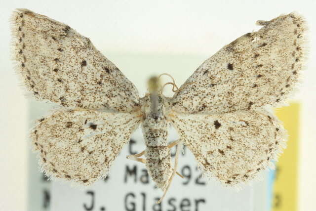 Image of <i>Idaea ostentaria</i>