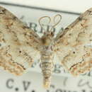 Image of Idaea retractaria (Walker 1861)