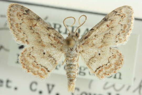 Image of Idaea retractaria (Walker 1861)