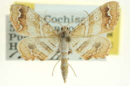 Image of Odontoptila obrimo Druce 1892