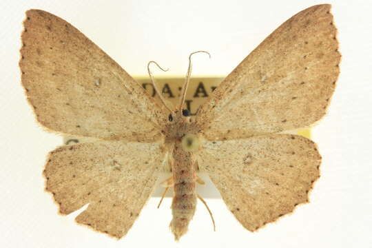 Image of Cyclophora myrtaria Guenée 1858