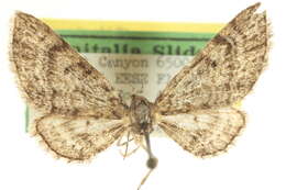 Image of Eupithecia albimontanata McDunnough 1940